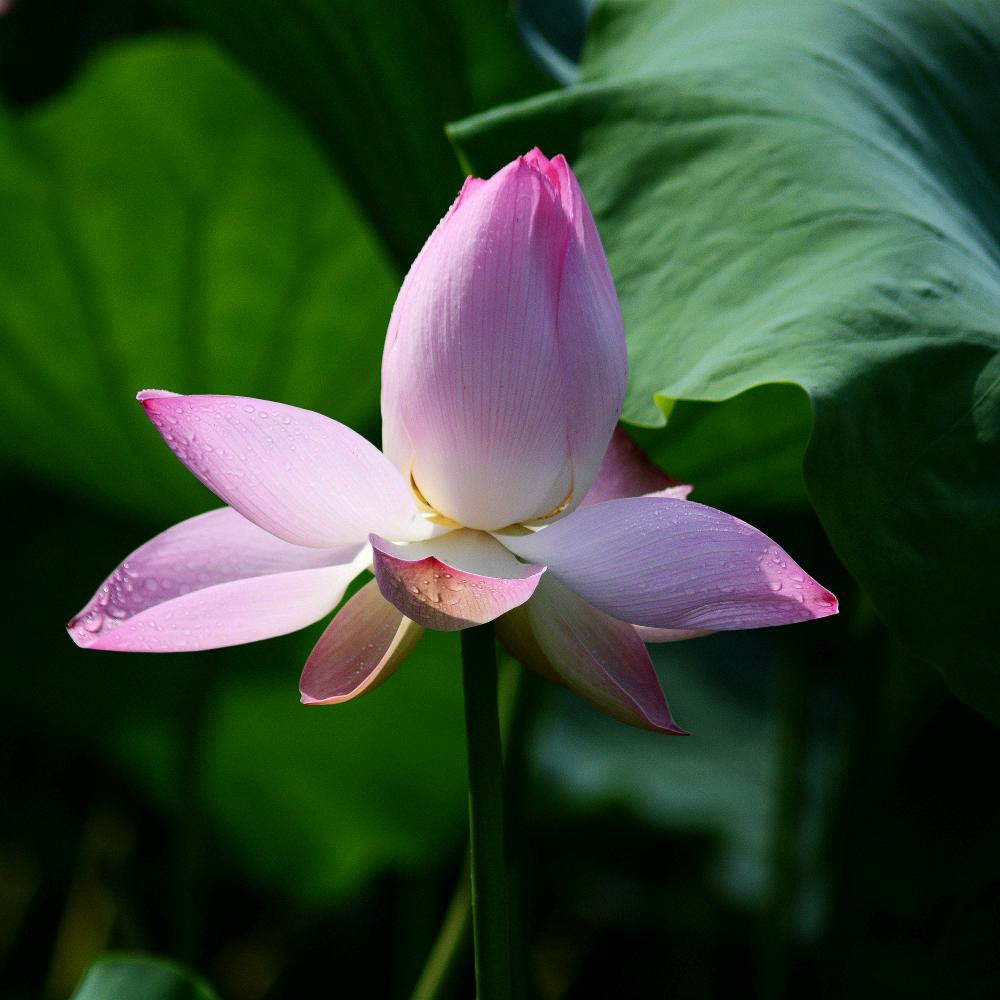 小DU