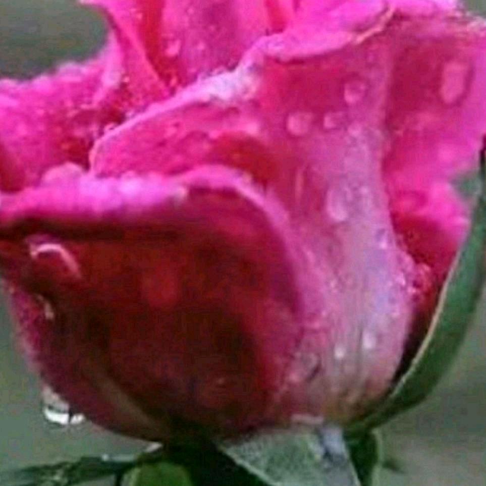 花瓣雨