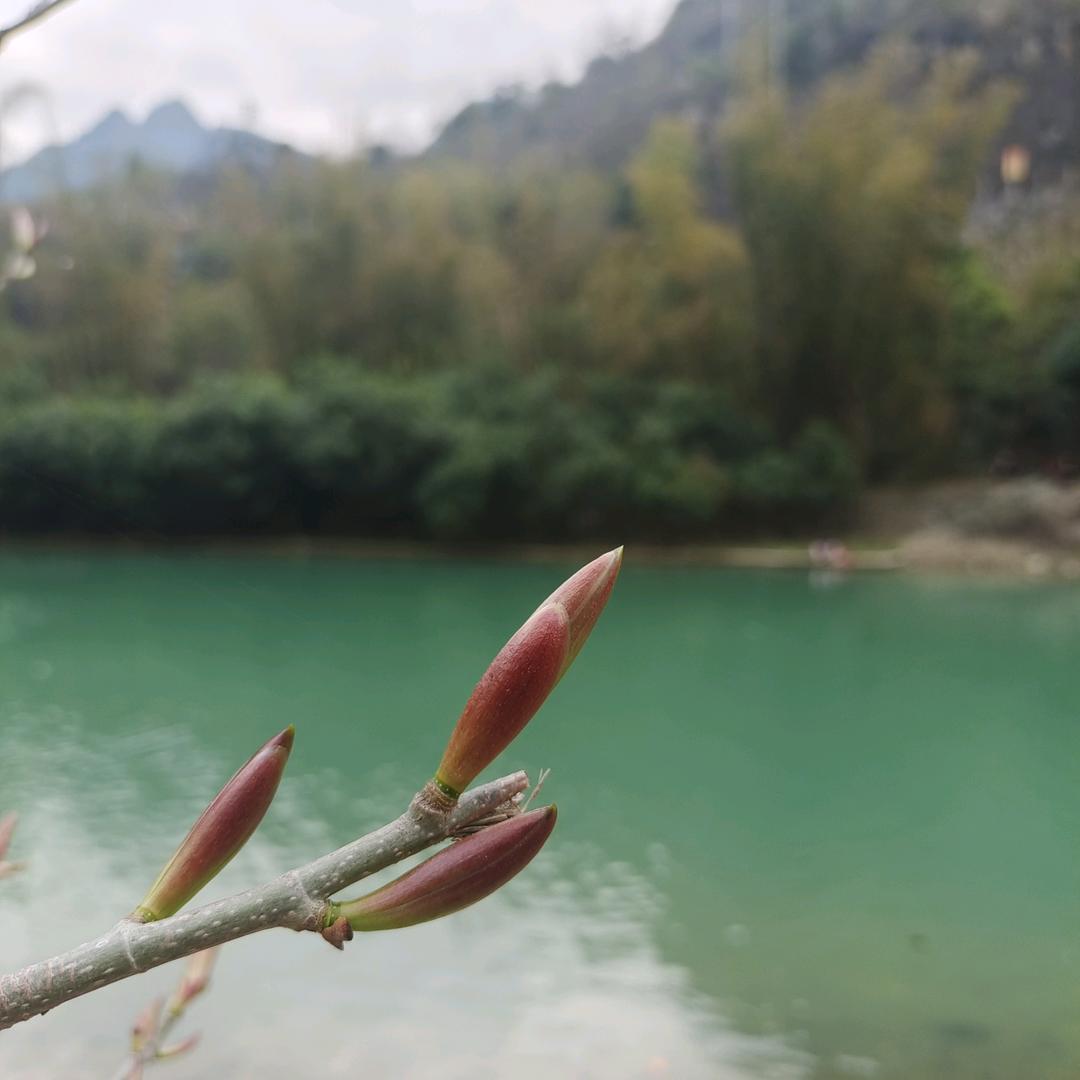 默儿