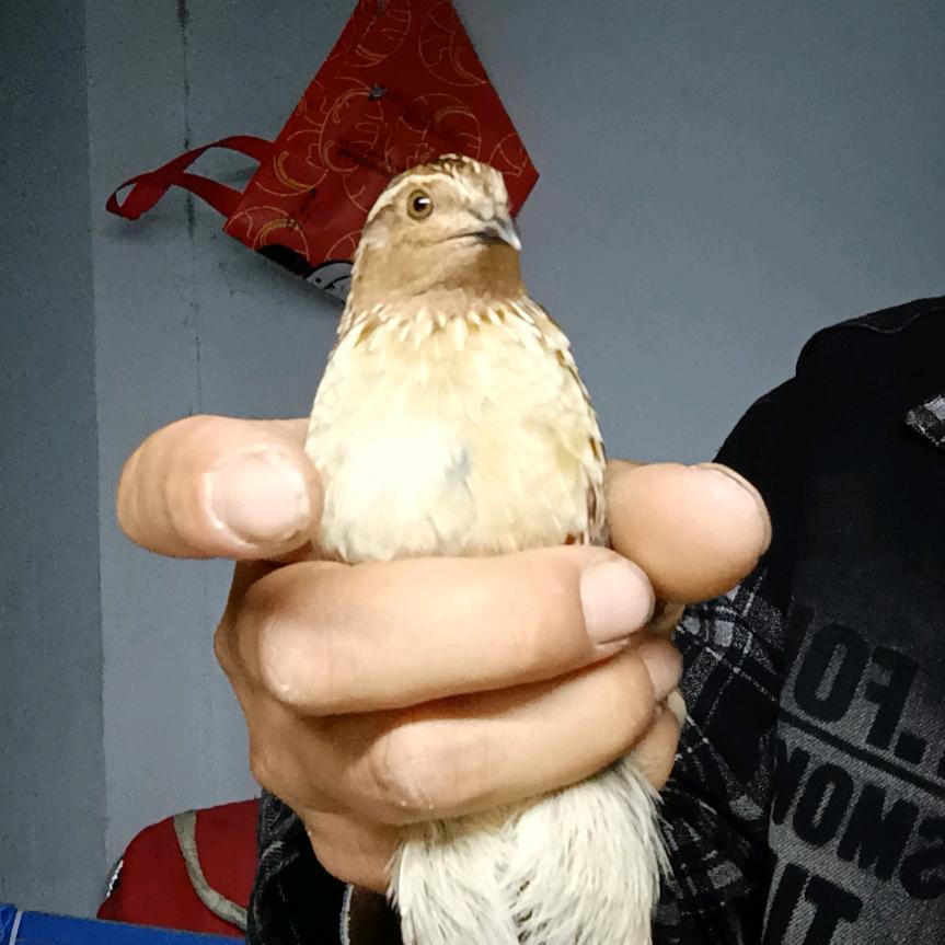 1735691930zz4鹌鹑迷