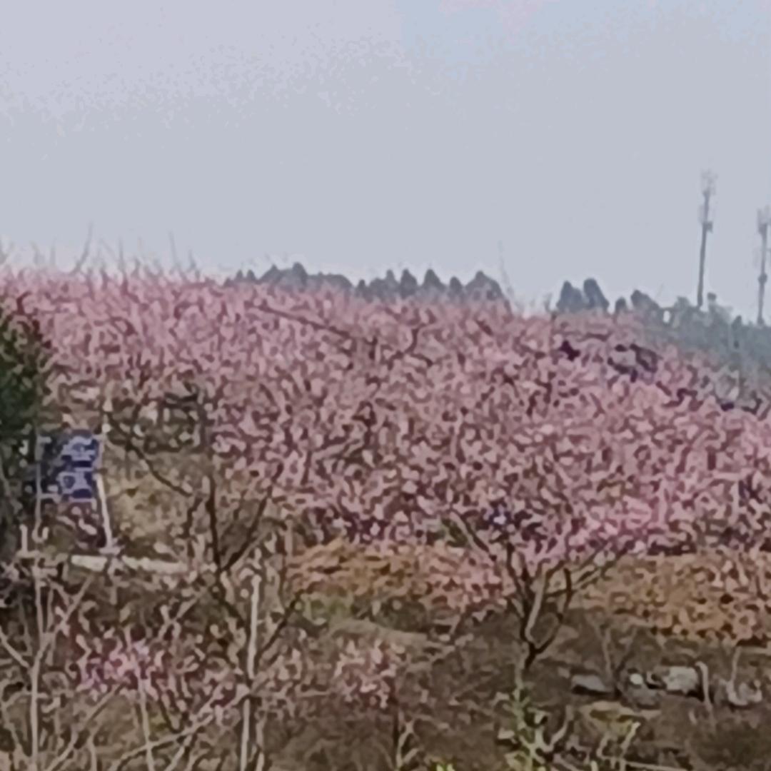 桃园基地