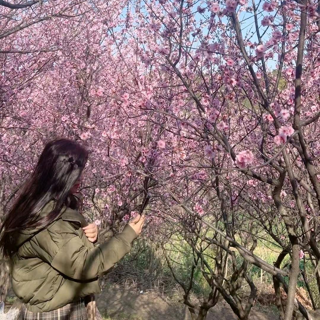 燕子美学