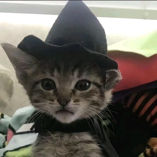 拒绝狗蛋