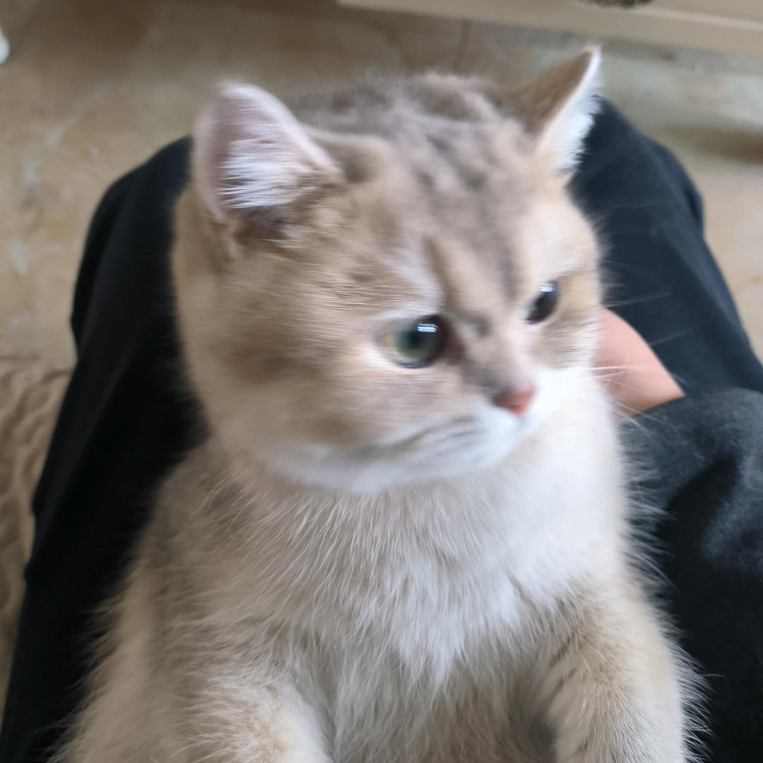 瓜