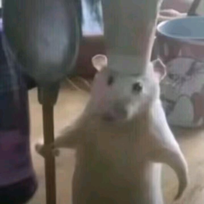 鼠鼠