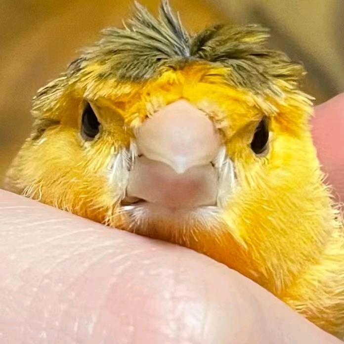 土拨