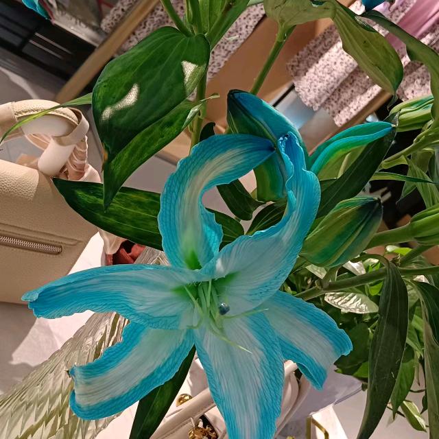 心随风动（拒私聊）