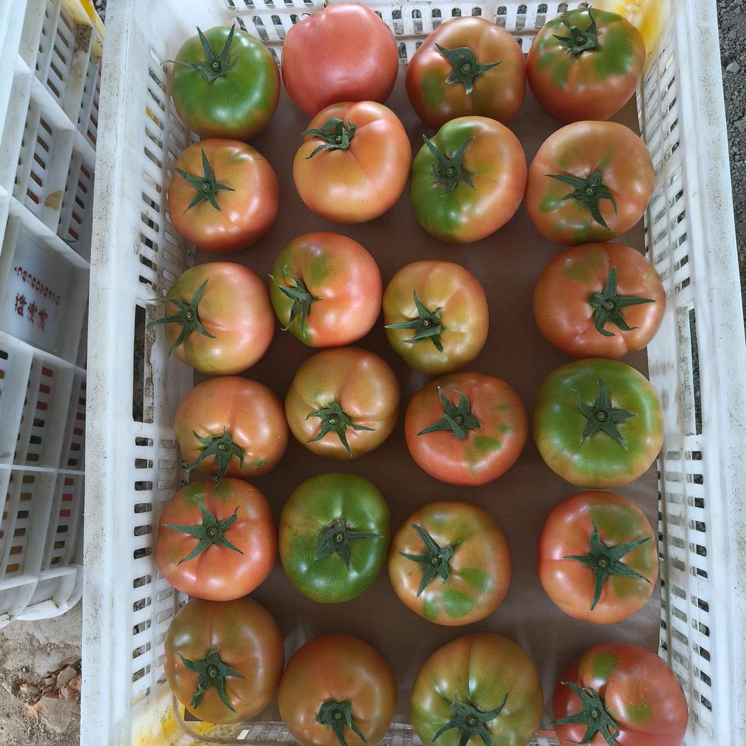 鲍茹倩_代收西红柿（各种辣椒 ，豆王）