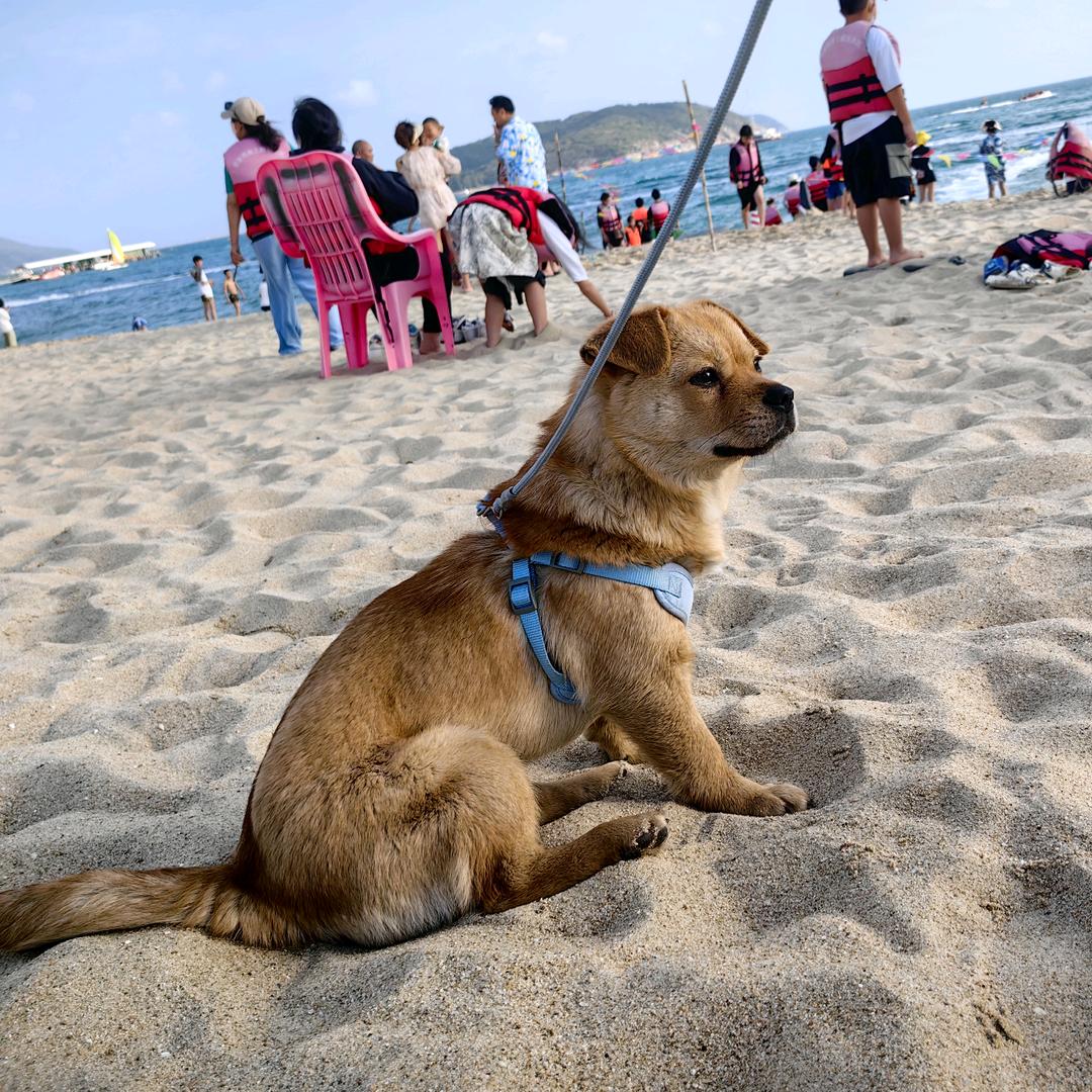 是旺财呀羊毛毡手作