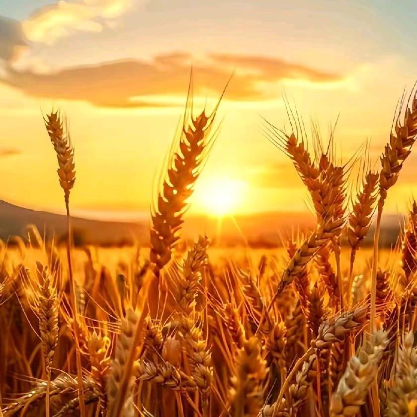 圆明缘￥郝运来￥