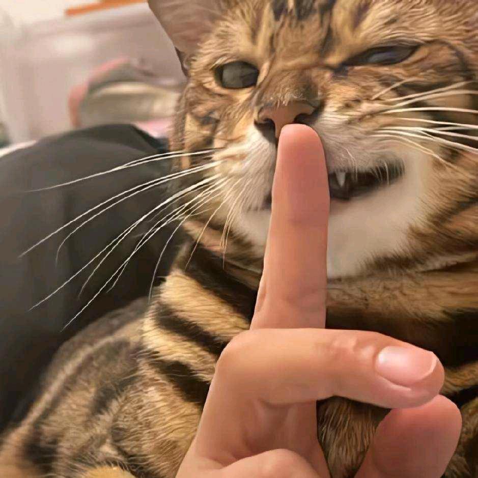 独属于己的世界