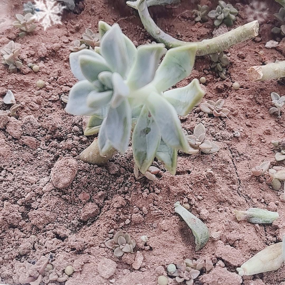 👻👻红