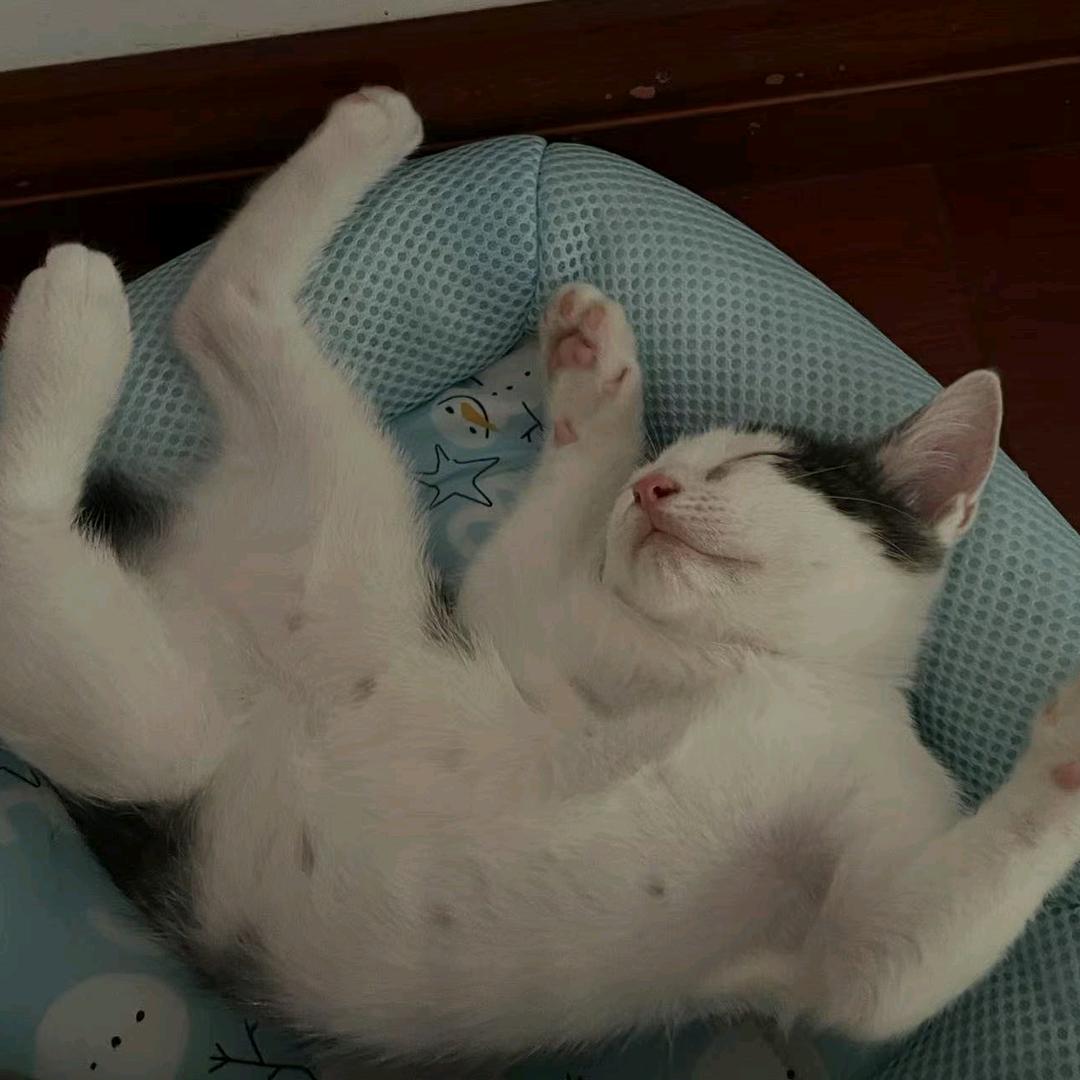 小月亮是只猫🐱