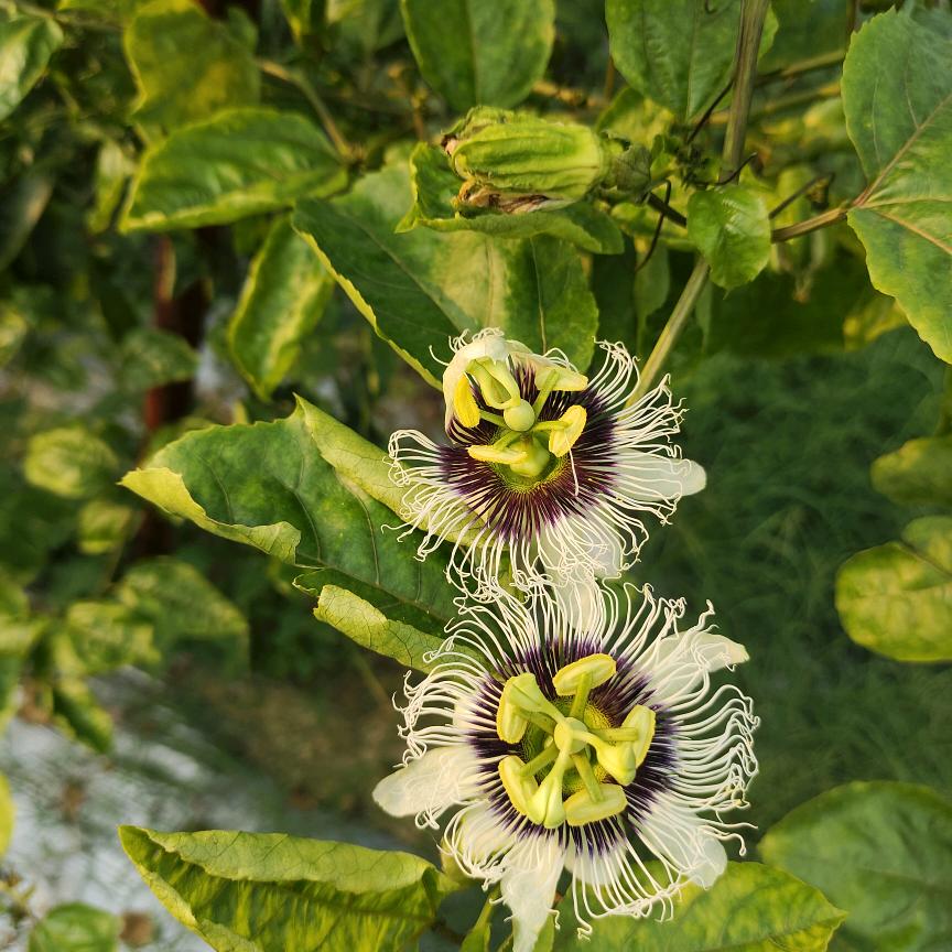 芊盛厦门百香果研究院（小文）