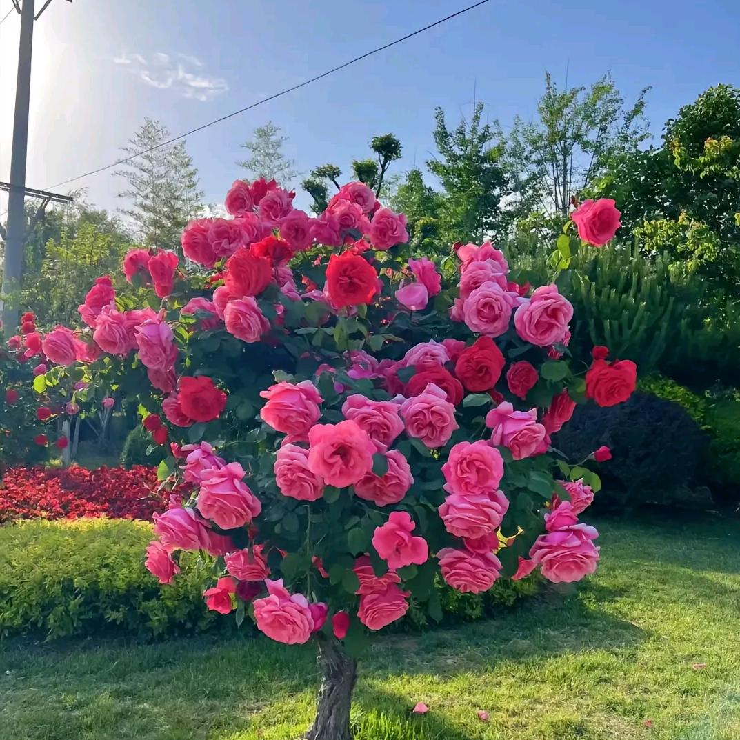 沃之农臻选