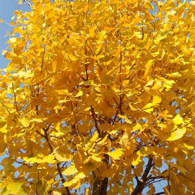 吉祥如意。我是乞丐佛弘度师父的弟子，