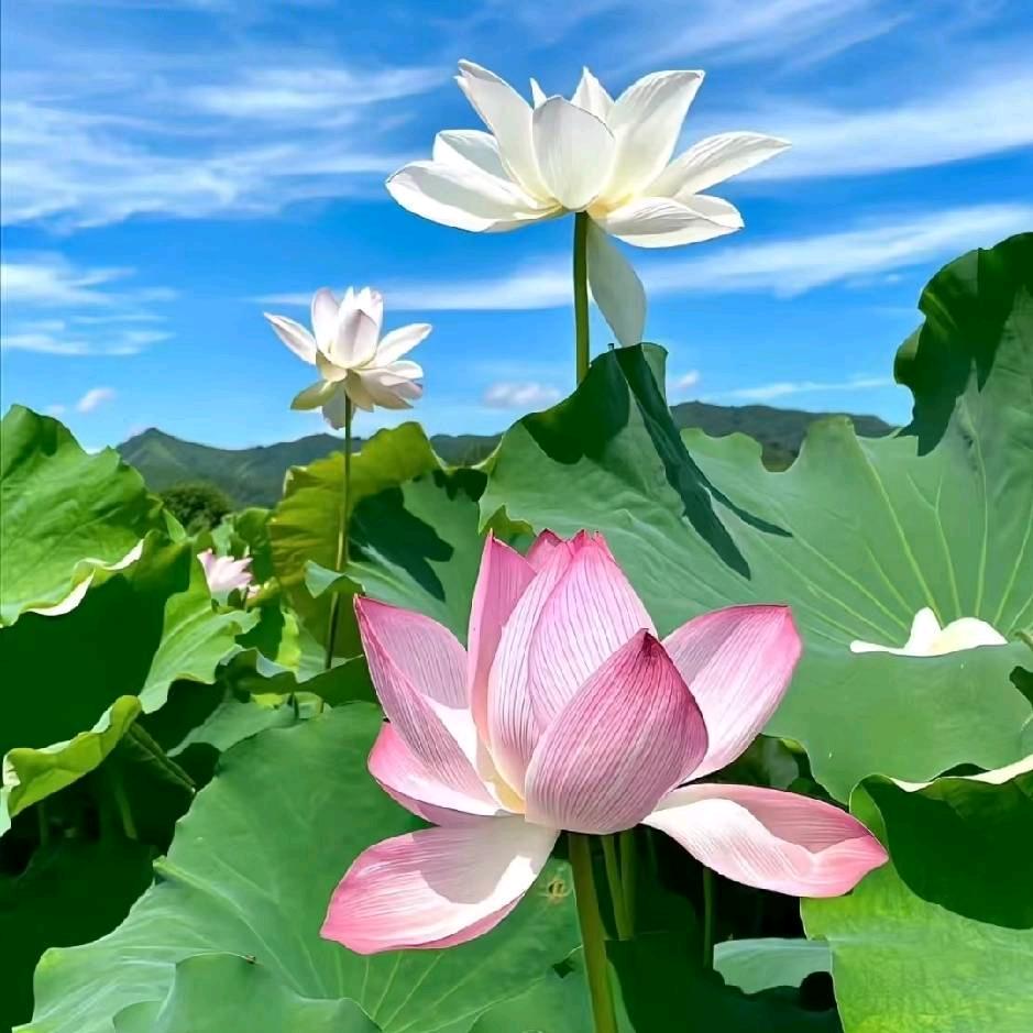 金尚美女子养生减脂塑形一谷谷