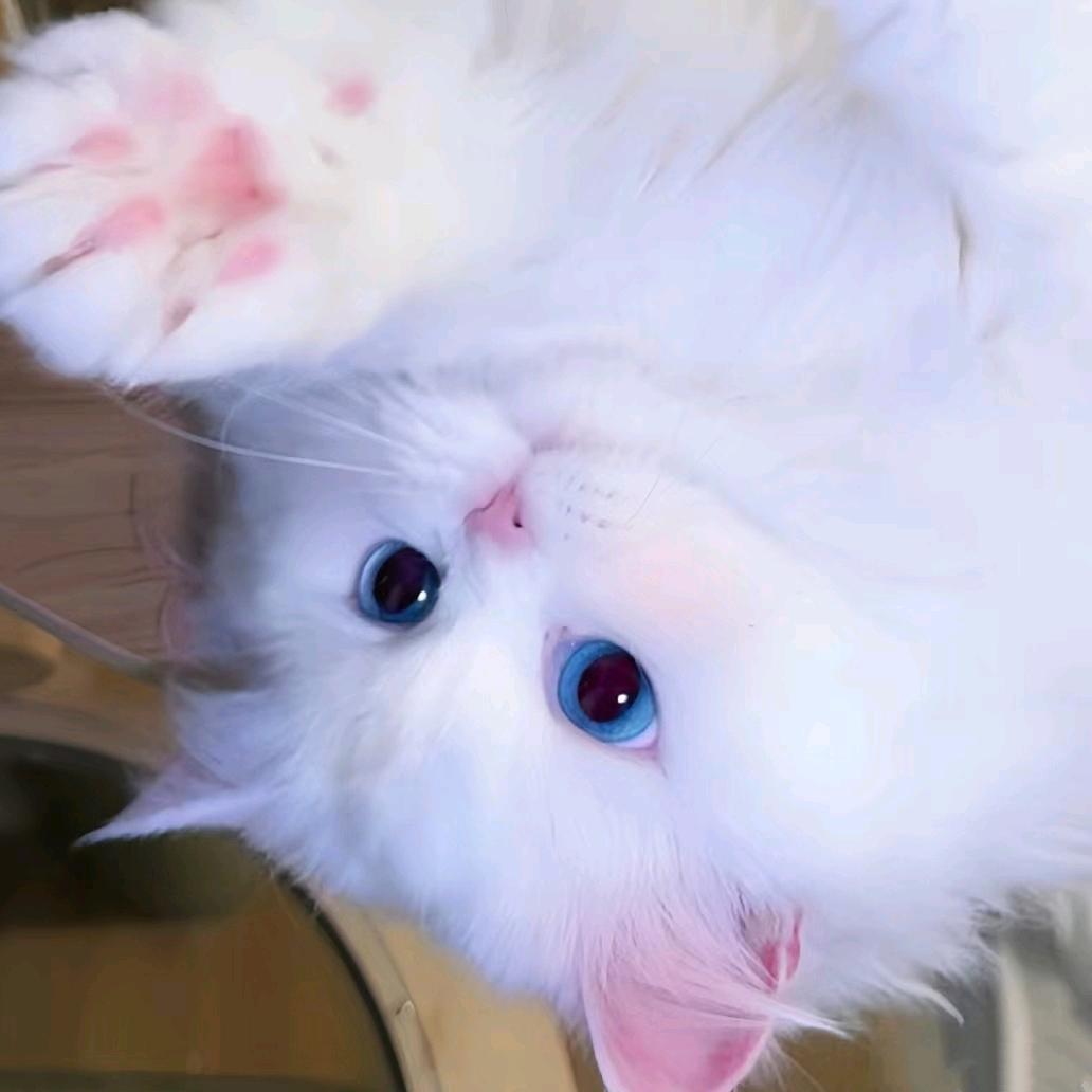 ᐢ˶･֊･˶ᐢ呆呆不呆