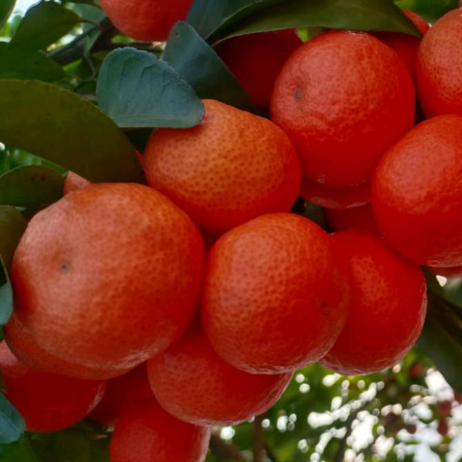 广西柑橘水果-蒋斌