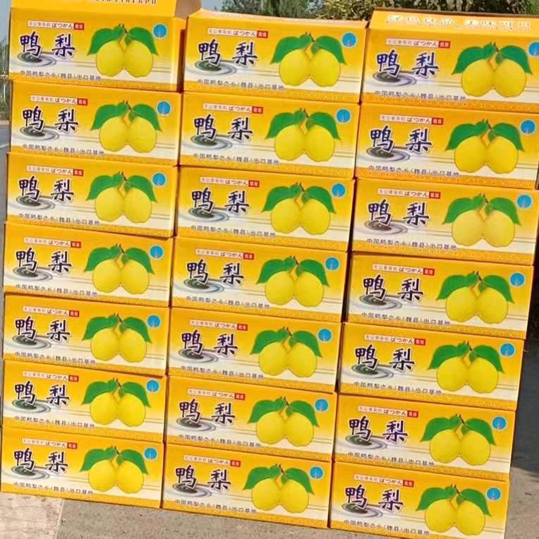 魏县鸭梨(贝贝)自家果园