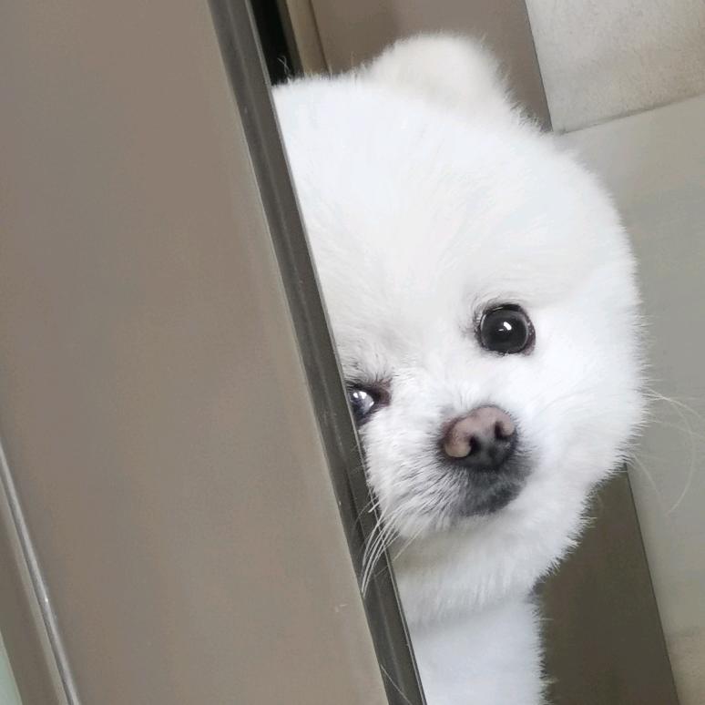 无敌土豆旋风塔