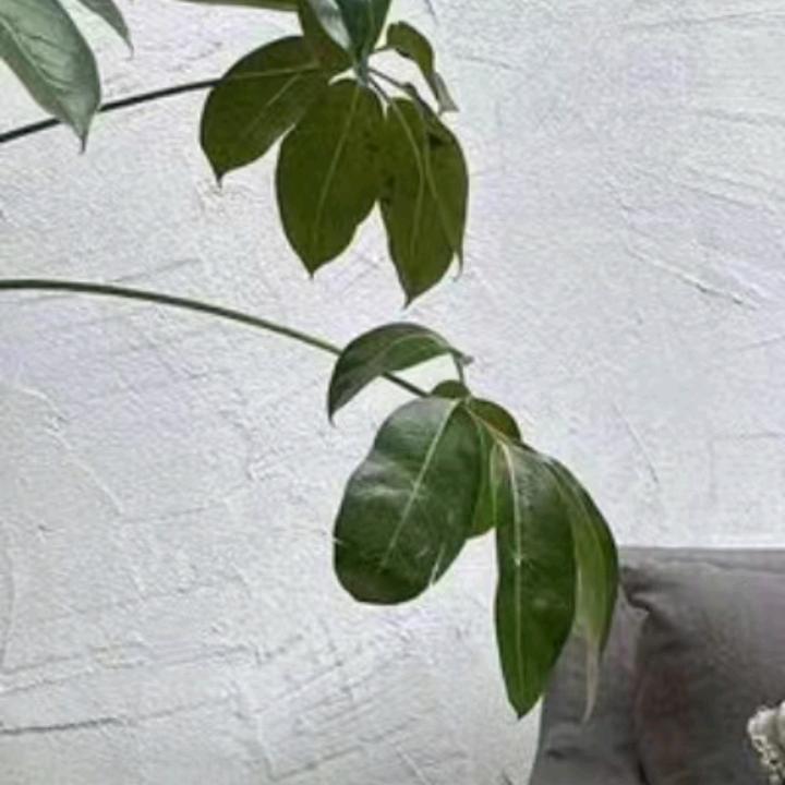 风月了无痕