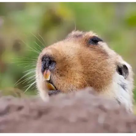 烤火鸡蛋的幸运大鼹鼠