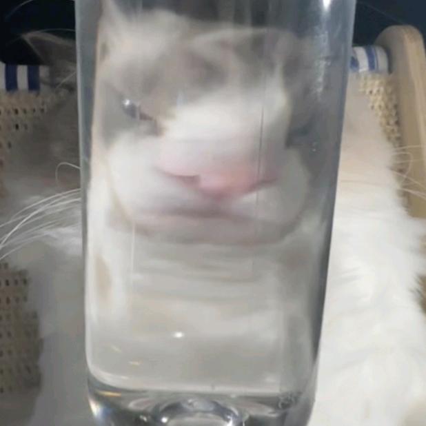 酷酷苦茶子kukuuu