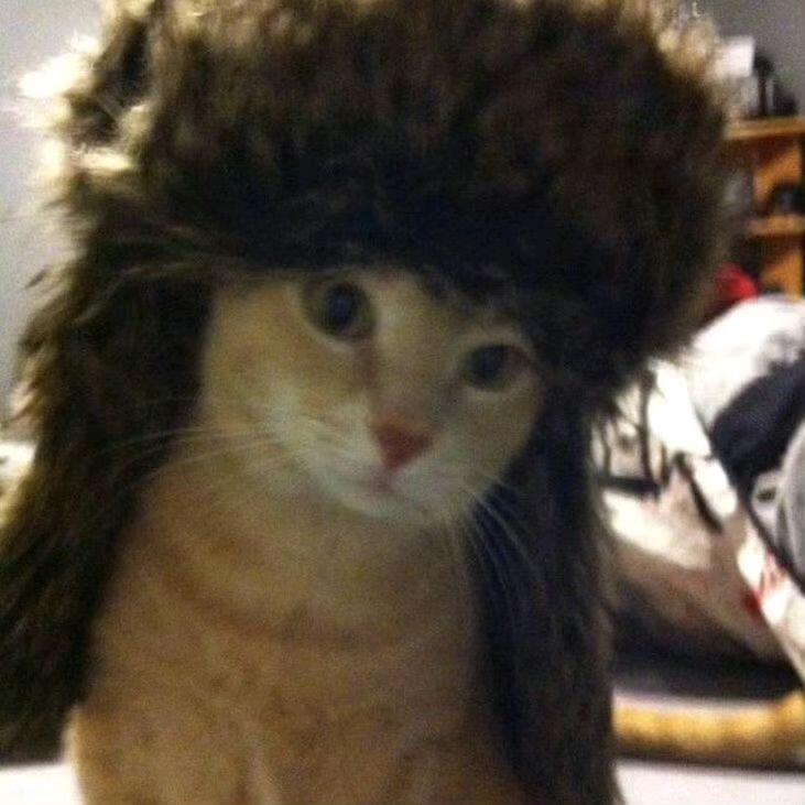 超绝猫猫头