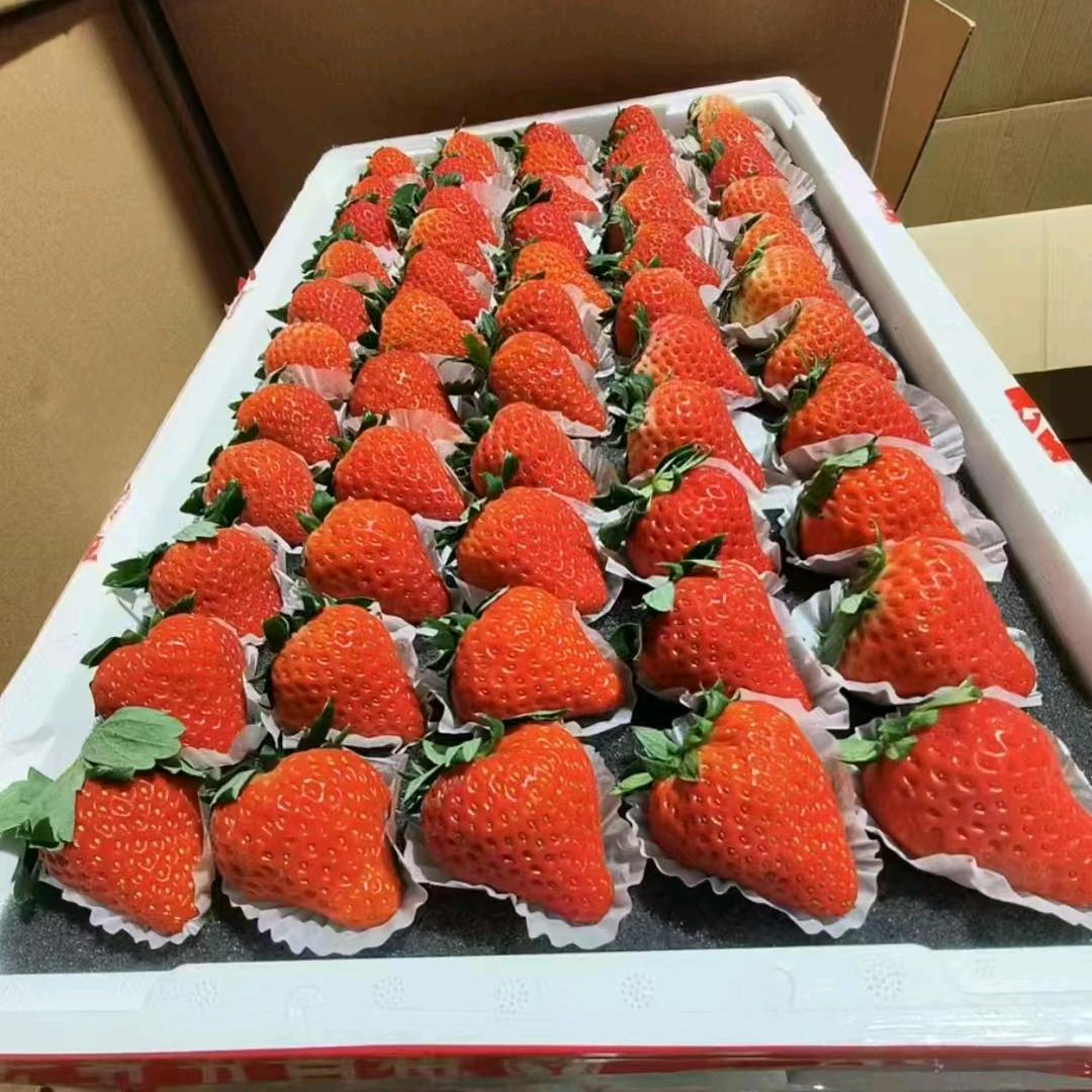 临泉县一口糖草莓分拣中心୧⍤⃝🍓