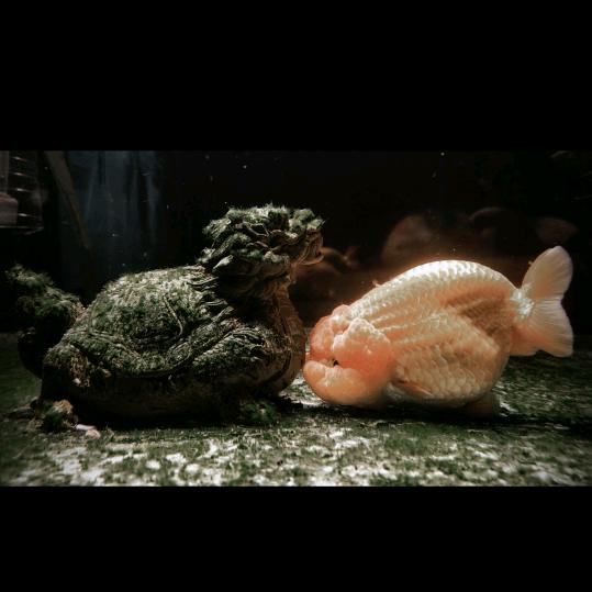 鱼乐娱乐（养鱼静心）