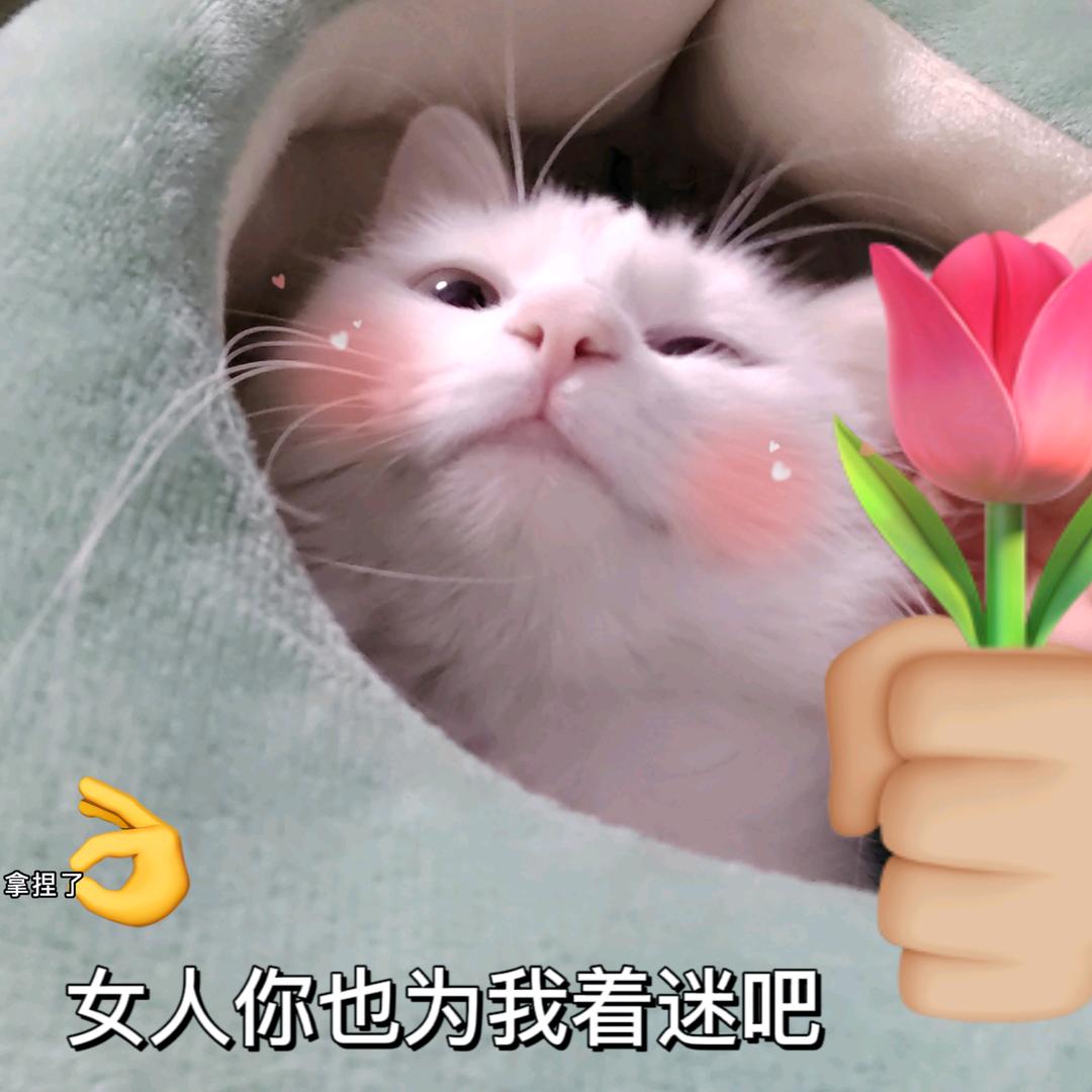 猫猫虫