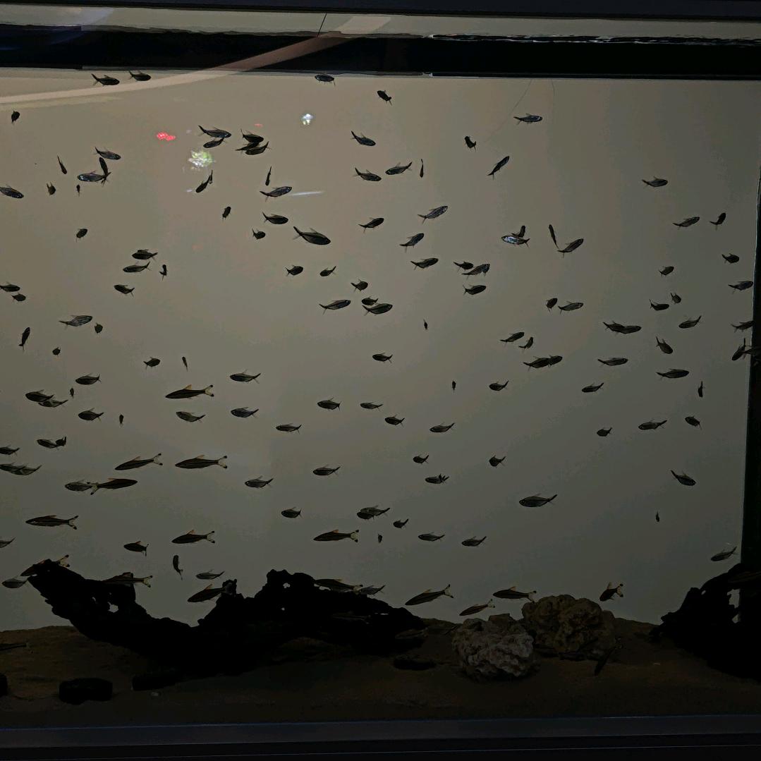 海洋之心中餐厅。