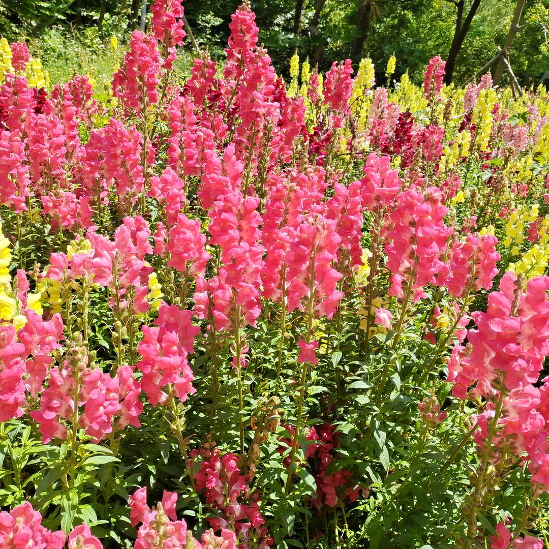 未🌹来🌹可琪🌈