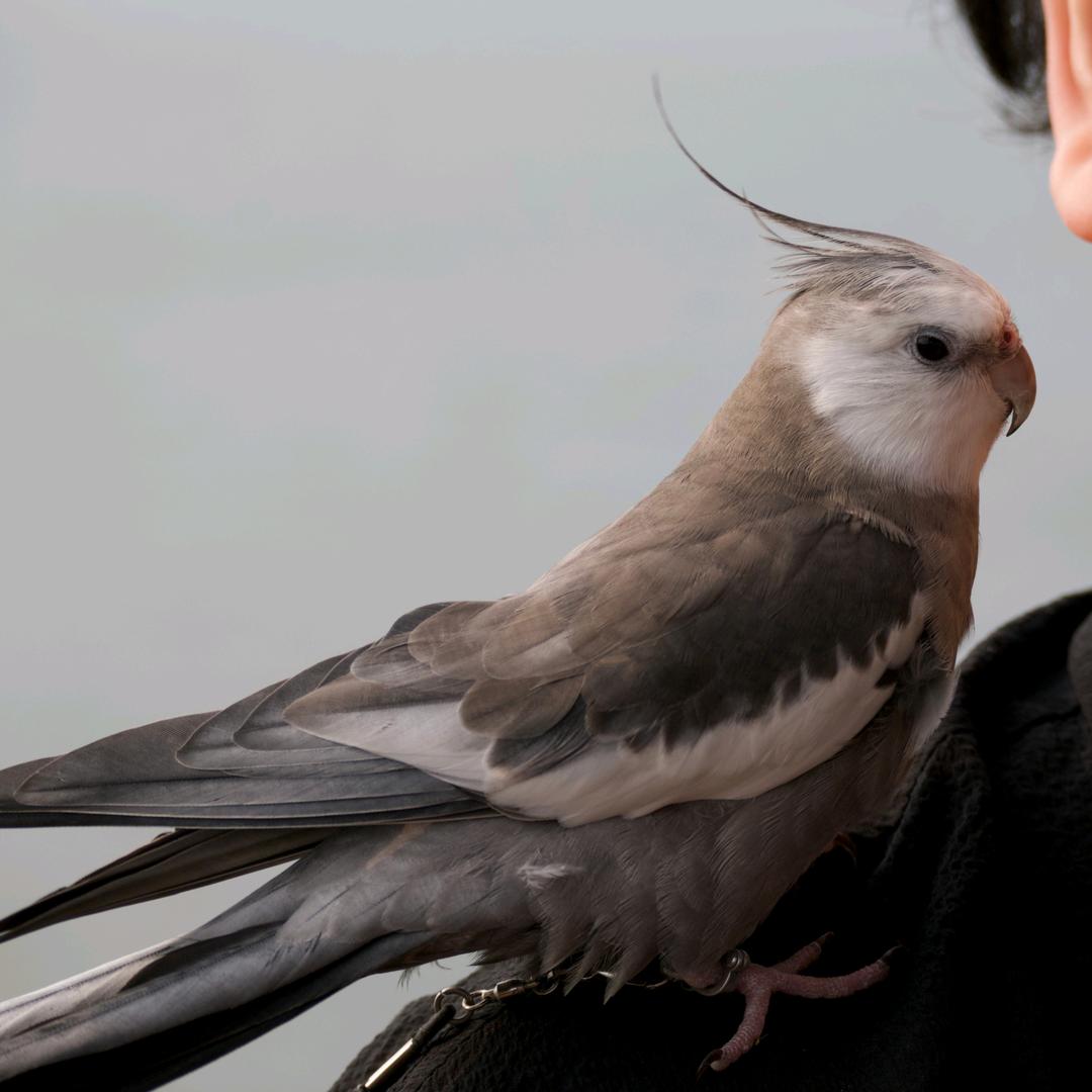 星际遨游の麻小