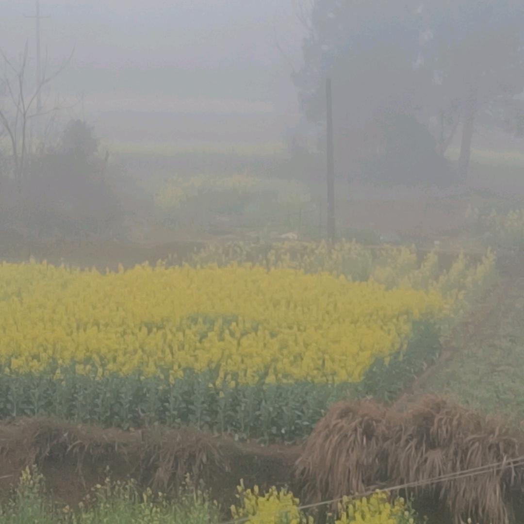 龙哥游杭州