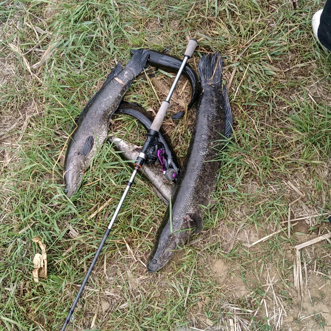 凯老师不是老师