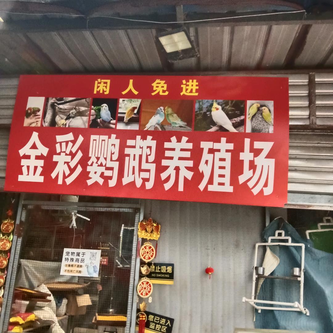 崇州市观胜镇金彩鹦鹉养殖场