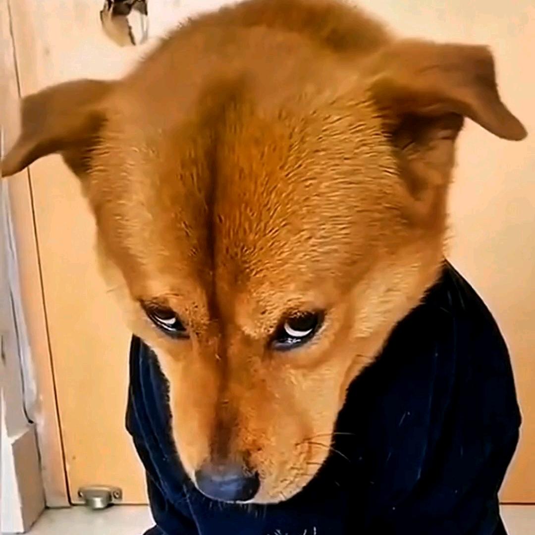 @二狗子我来了