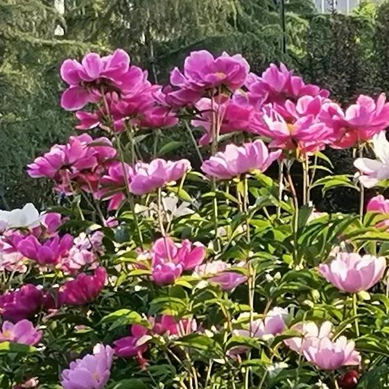 轻若鸿毛
