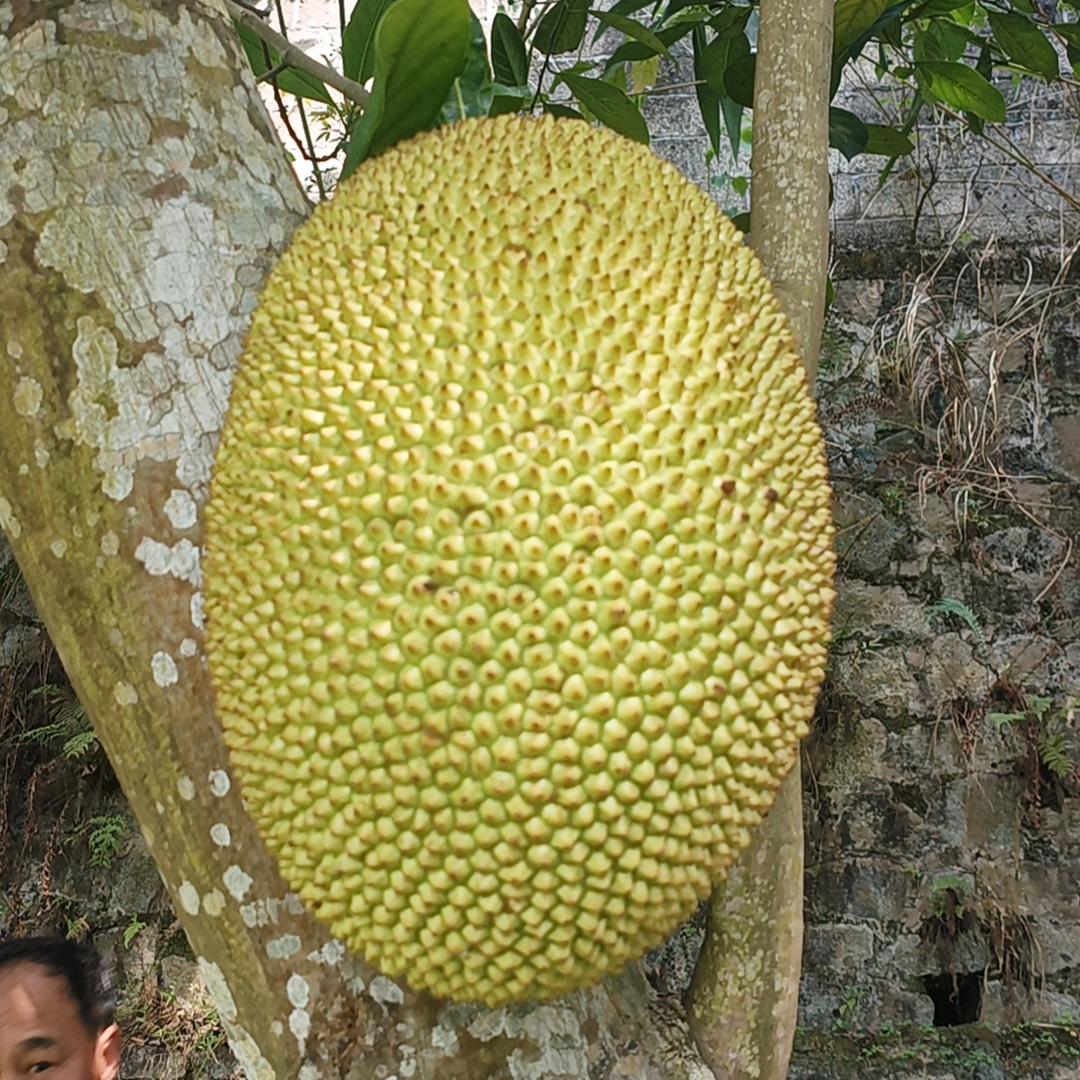金钟长鸣