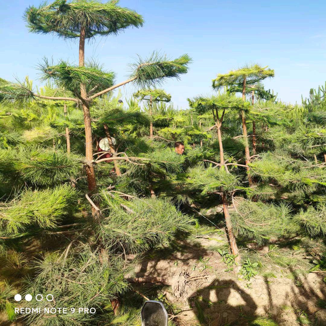 润景长青王建德