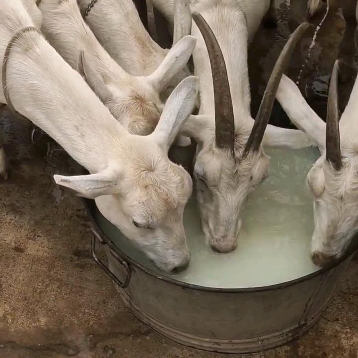 小哥养殖顾问（橱窗有好物）