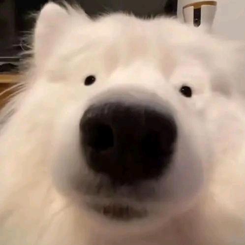 不打球的狗
