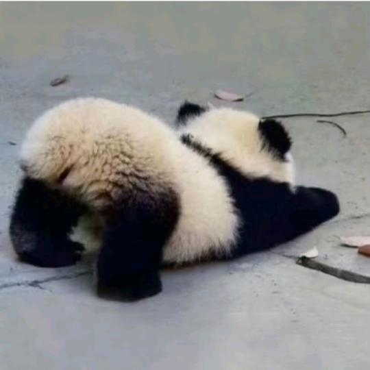 臭熊猫🐼