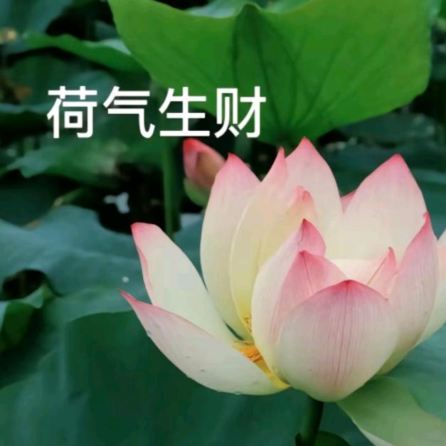 何云龙