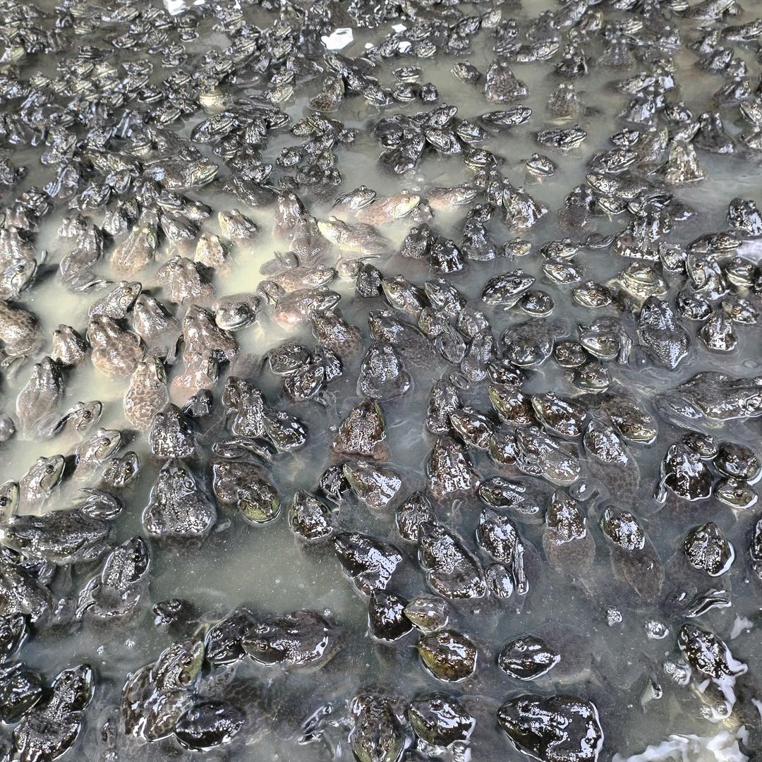 水禽养殖