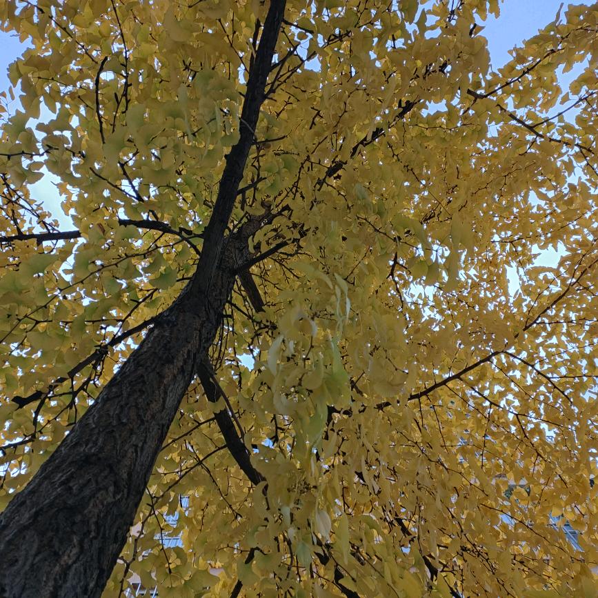 历史的天空
