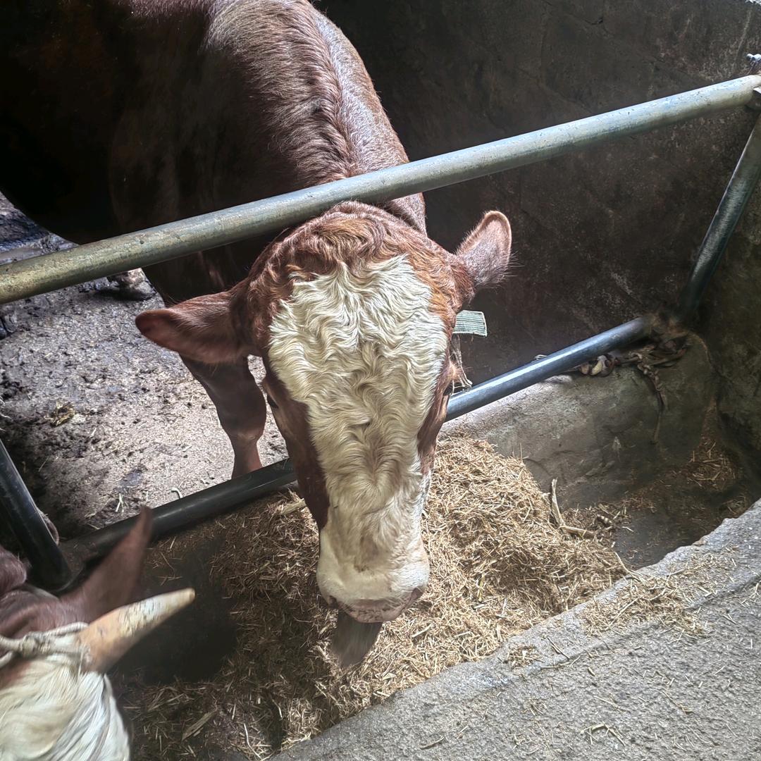 农村养牛人，小国