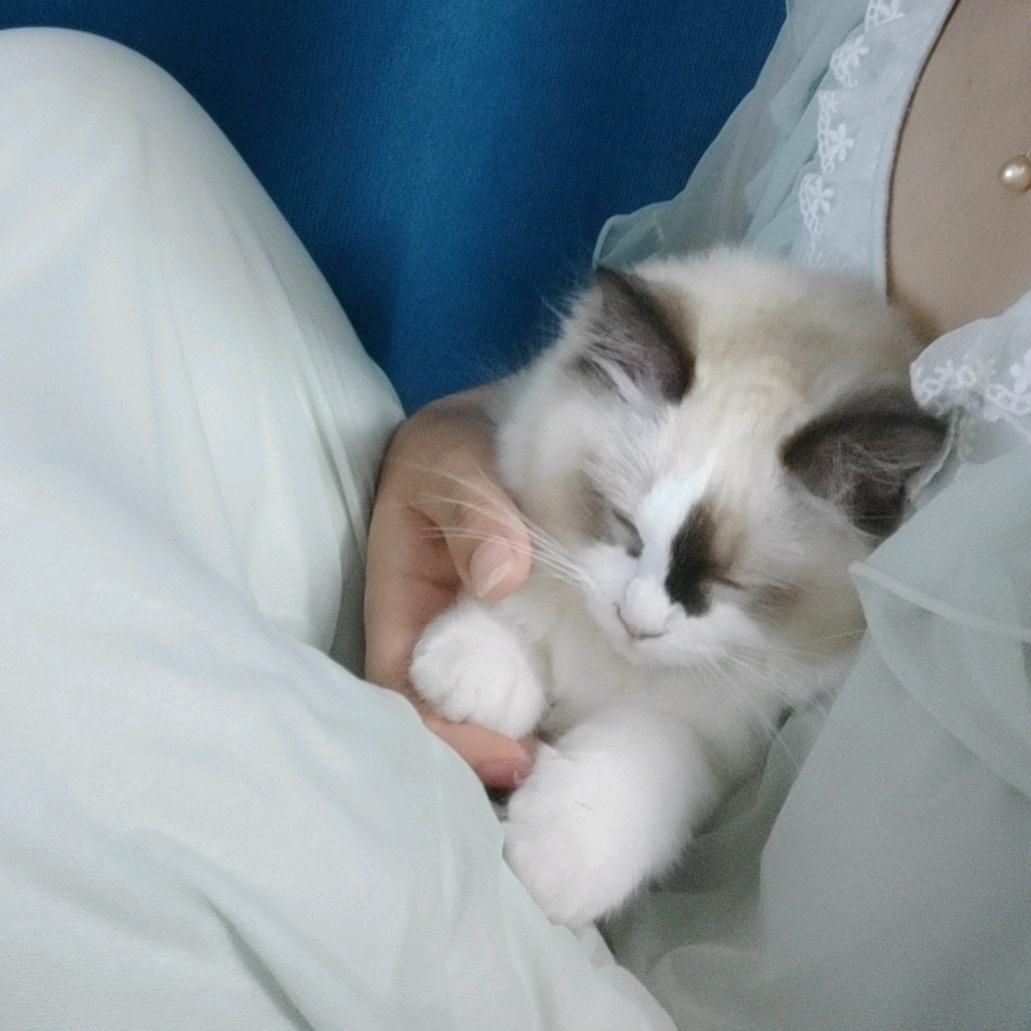 ｀汤圆的^小鱼干